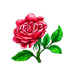 GL-4 Rose